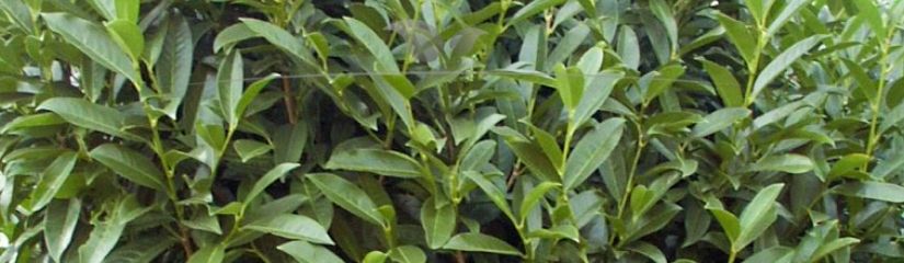 Smalle Laurierhaag Prunus laurocerasus Reynvaanii - Gardline